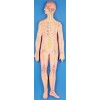 NERVOUS SYSTEM (SOFT)